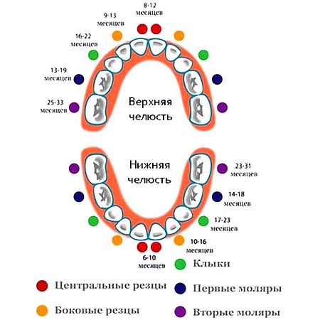 Очерёдность прорезывания зубов