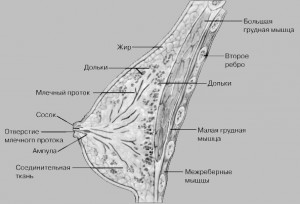 obrazovanie grudnogo moloka