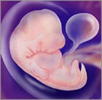 эмбрион на седьмой неделе