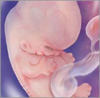 эмбрион на девятой неделе беременности
