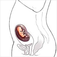 Плод в матке на двенадцатой неделе беременности