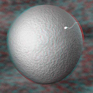 оплодотворение яйцеклетки 3D