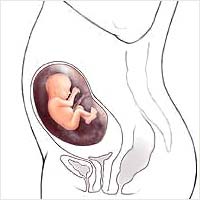 Плод в матке на двадцать первой неделе беременности