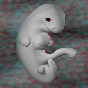 эмбрион на седьмой неделе беременности 3D