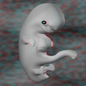 эмбрион на восьмой неделе беременности 3D
