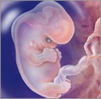 эмбрион на восьмой неделе беременности